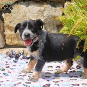 Carter, Blue Heeler Mix Puppy