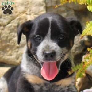 Carter, Blue Heeler Mix Puppy