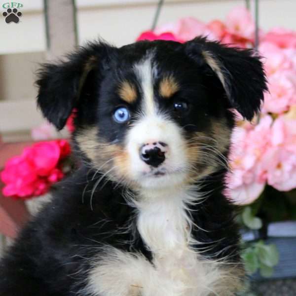 Carter, Pomeranian Mix Puppy