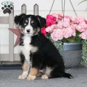 Carter, Pomeranian Mix Puppy