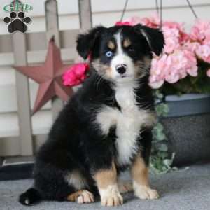 Carter, Pomeranian Mix Puppy