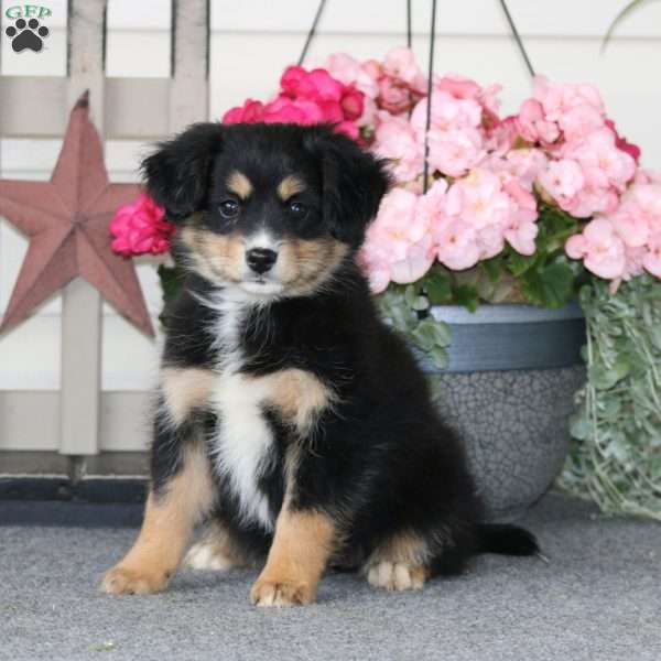 Cassidy, Pomeranian Mix Puppy