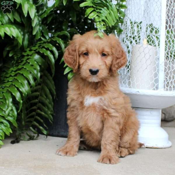 Cassidy, Mini Goldendoodle Puppy