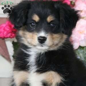 Cassidy, Pomeranian Mix Puppy