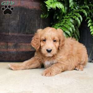 Cassidy, Mini Goldendoodle Puppy