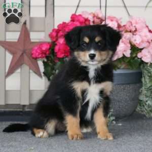 Cassidy, Pomeranian Mix Puppy