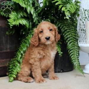 Cassidy, Mini Goldendoodle Puppy