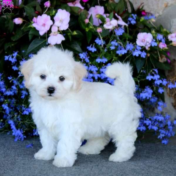 Cassie, Bichon Frise Puppy