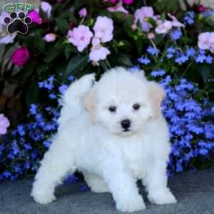 Cassie, Bichon Frise Puppy