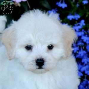 Cassie, Bichon Frise Puppy