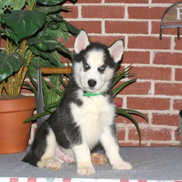 Castello, Siberian Husky Puppy