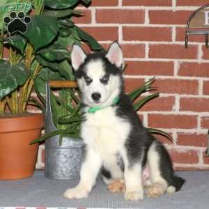 Castello, Siberian Husky Puppy