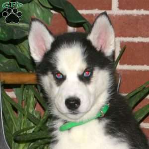Castello, Siberian Husky Puppy
