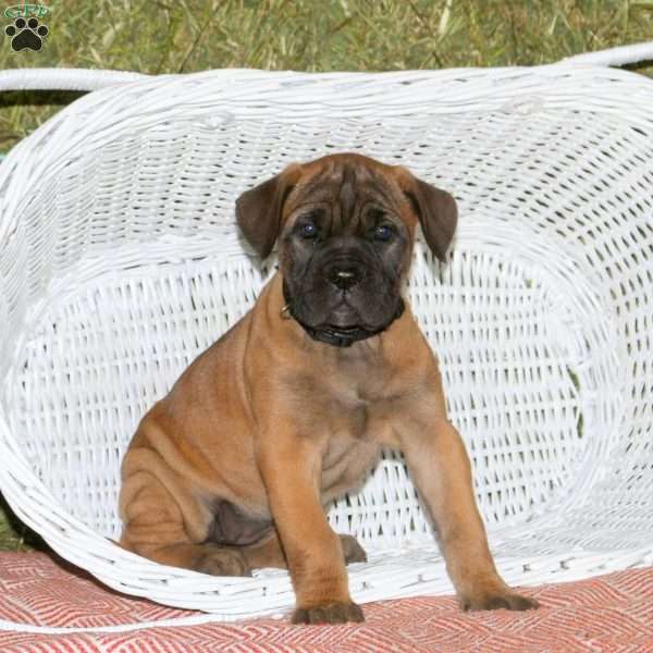 Catalina, Presa Cane Canario Puppy