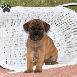 Catalina, Presa Cane Canario Puppy