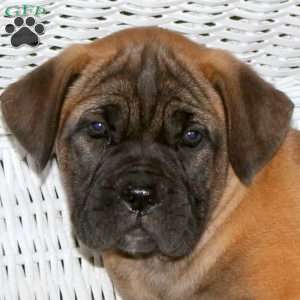 Catalina, Presa Cane Canario Puppy