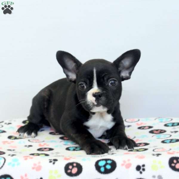Cathy, Frenchton Puppy