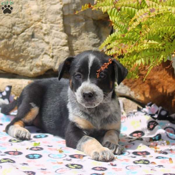 Cathy, Blue Heeler Mix Puppy