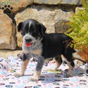 Cathy, Blue Heeler Mix Puppy