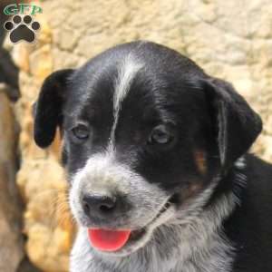 Cathy, Blue Heeler Mix Puppy