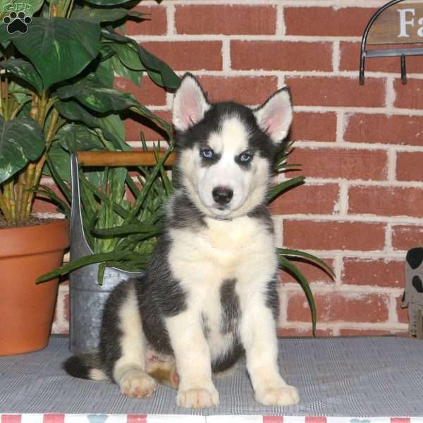 Cayde, Siberian Husky Puppy