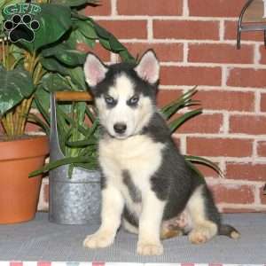 Cayde, Siberian Husky Puppy