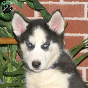 Cayde, Siberian Husky Puppy