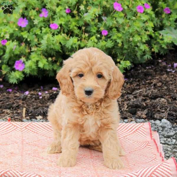Cayla, Mini Goldendoodle Puppy