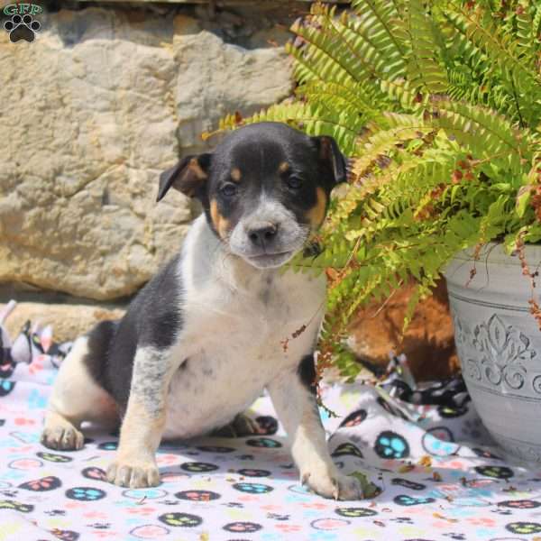 Cayla, Blue Heeler Mix Puppy
