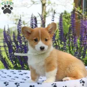 Cayla, Pembroke Welsh Corgi Puppy