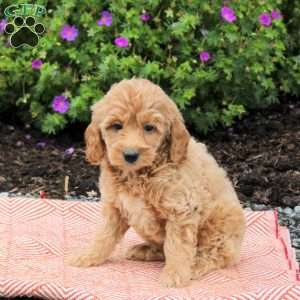 Cayla, Mini Goldendoodle Puppy