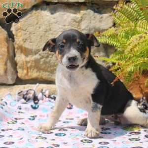 Cayla, Blue Heeler Mix Puppy