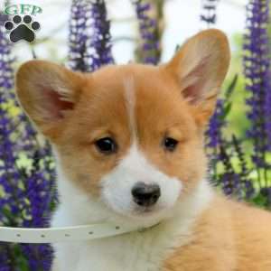 Cayla, Pembroke Welsh Corgi Puppy
