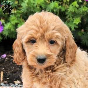 Cayla, Mini Goldendoodle Puppy