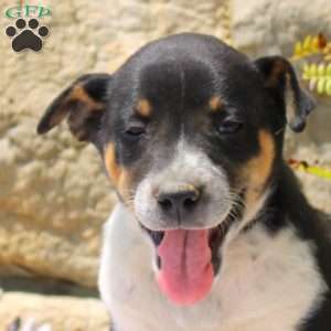 Cayla, Blue Heeler Mix Puppy