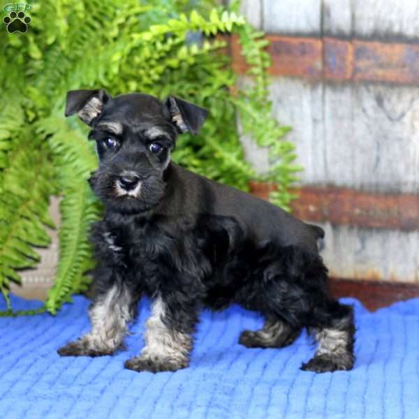 Cayla, Miniature Schnauzer Puppy