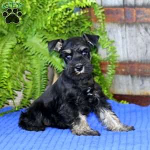 Cayla, Miniature Schnauzer Puppy