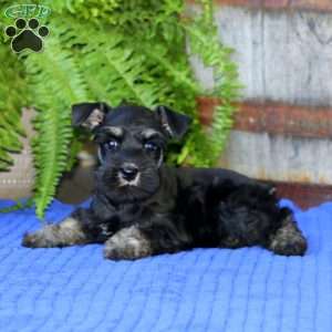 Cayla, Miniature Schnauzer Puppy