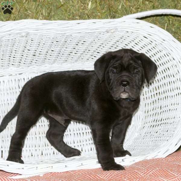 Ceasar, Presa Cane Canario Puppy