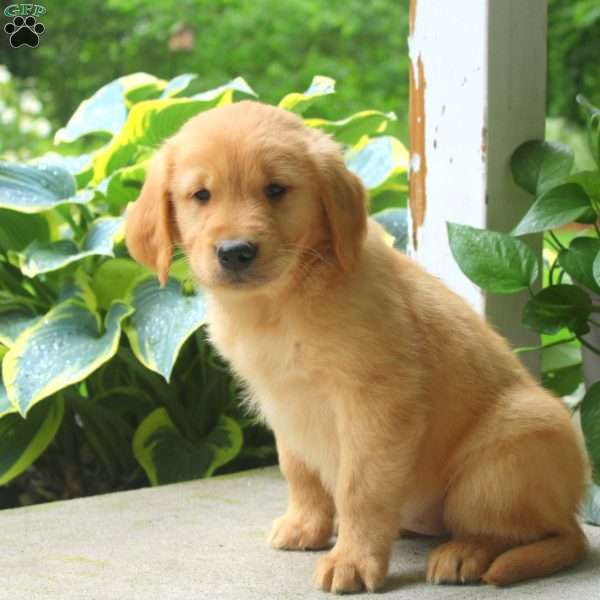 Cesha, Golden Retriever Puppy