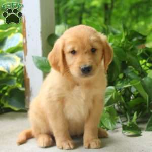 Cesha, Golden Retriever Puppy