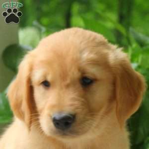 Cesha, Golden Retriever Puppy
