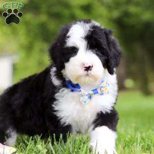 Champ, Sheepadoodle Puppy