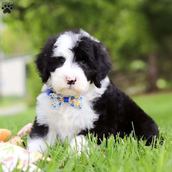 Champ, Sheepadoodle Puppy