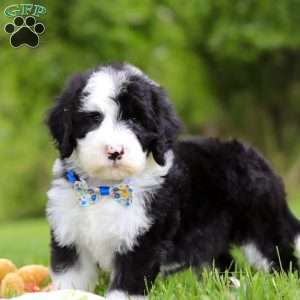 Champ, Sheepadoodle Puppy