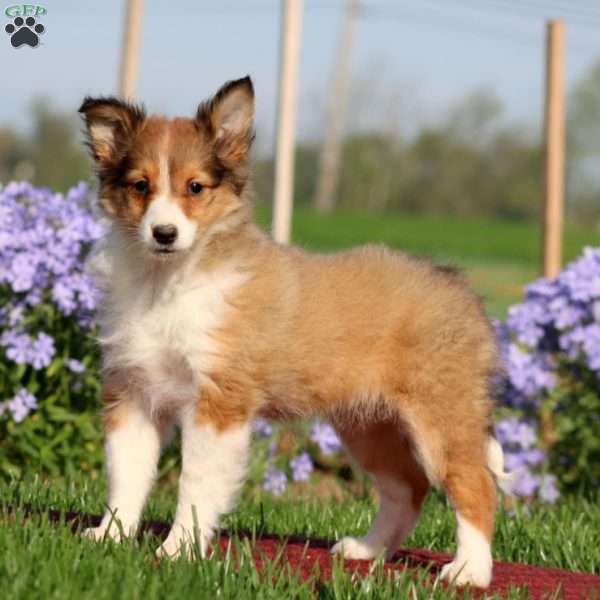 Charity, Sheltie Puppy