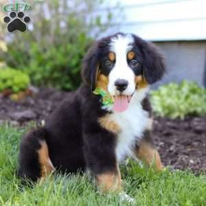 Charlie, Bernese Mountain Dog Puppy
