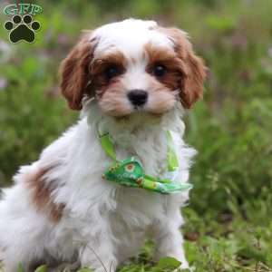Charlie, Cavapoo Puppy