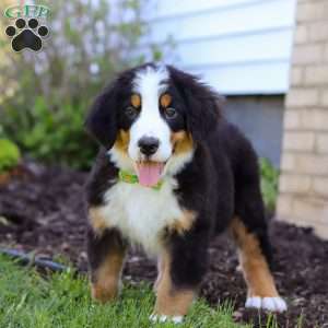 Charlie, Bernese Mountain Dog Puppy