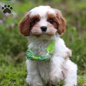 Charlie, Cavapoo Puppy